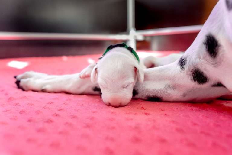 5. Lebenstag - B-Wurf (22)