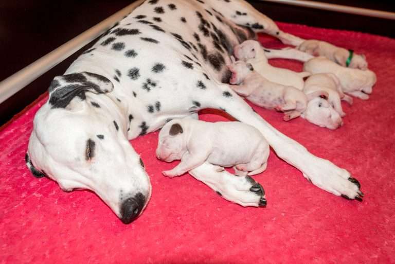 5. Lebenstag - B-Wurf (23)