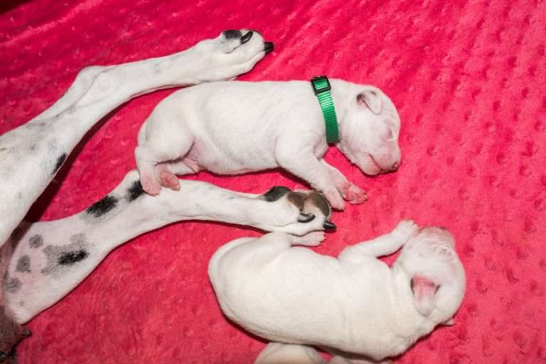 5. Lebenstag - B-Wurf (24)