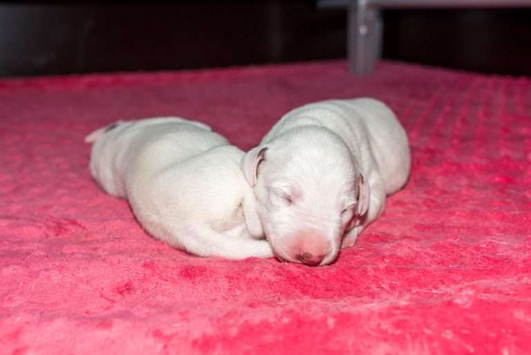 5. Lebenstag - B-Wurf (3)