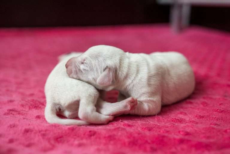 5. Lebenstag - B-Wurf (4)