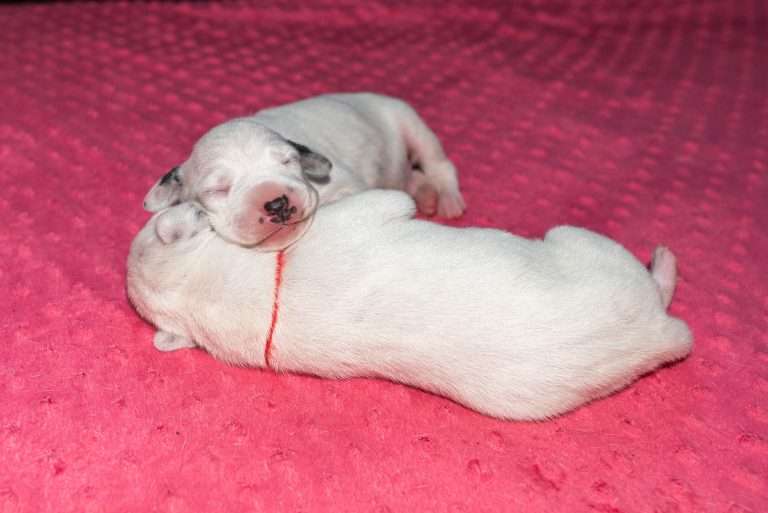 5. Lebenstag - B-Wurf (5)