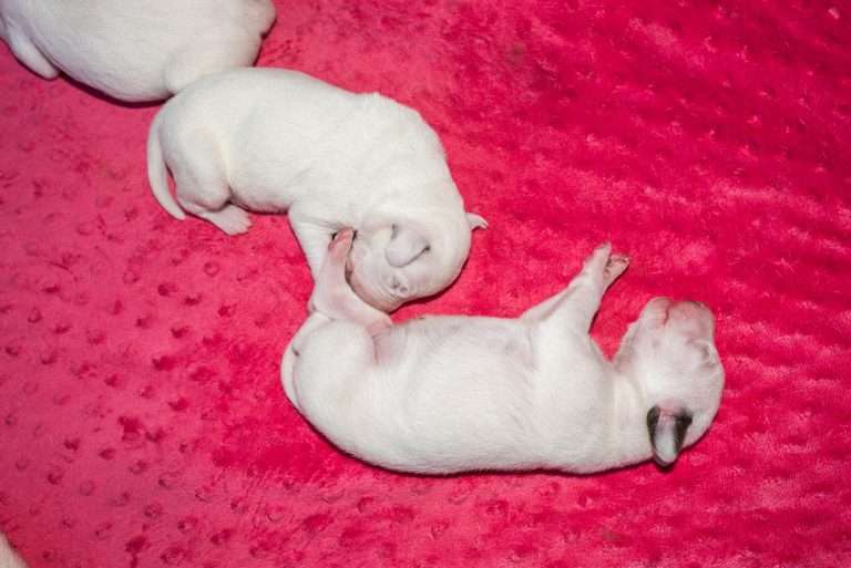 5. Lebenstag - B-Wurf (6)