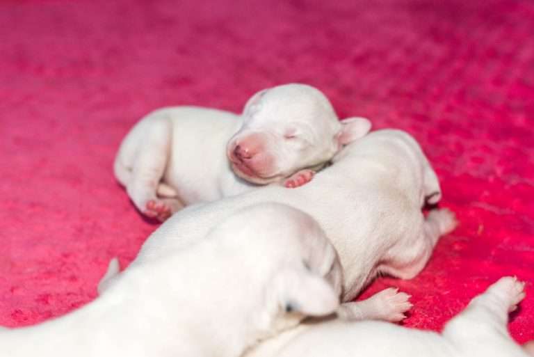 5. Lebenstag - B-Wurf (7)