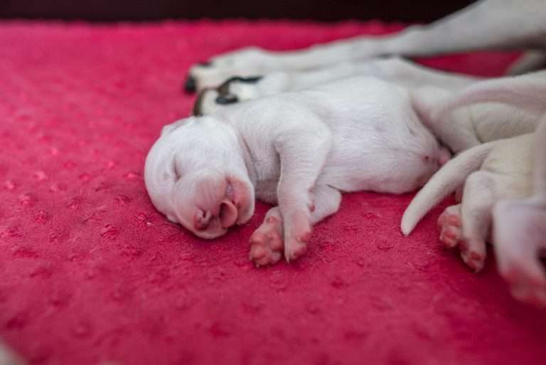 5. Lebenstag - B-Wurf (8)