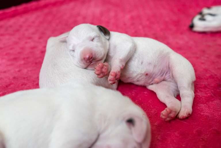 5. Lebenstag - B-Wurf (9)