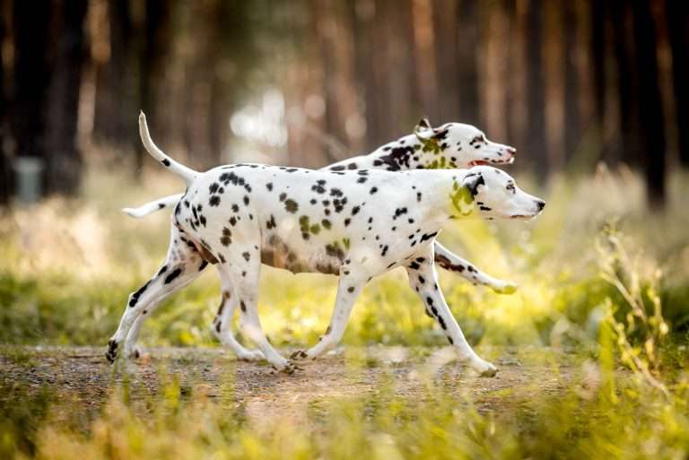 56. Trächtigkeitstag - B-Wurf (12)
