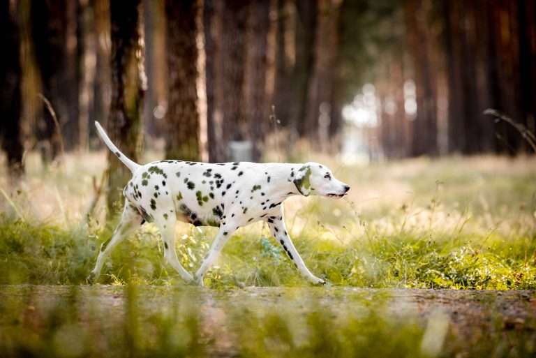 56. Trächtigkeitstag - B-Wurf (13)