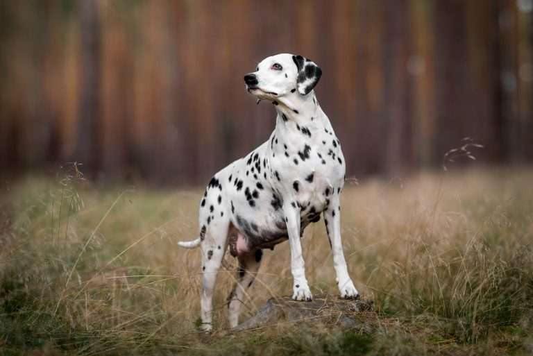 56. Trächtigkeitstag - B-Wurf (14)