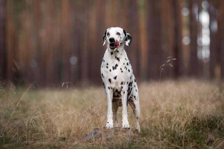 56. Trächtigkeitstag - B-Wurf (15)