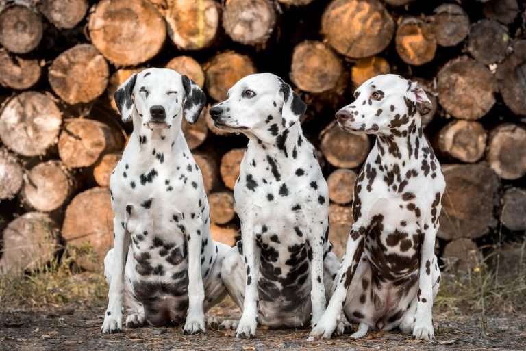 56. Trächtigkeitstag - B-Wurf (16)