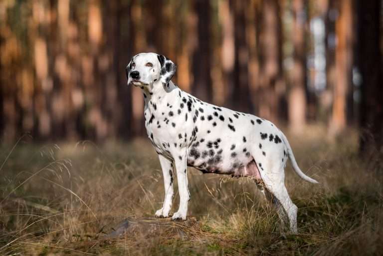 56. Trächtigkeitstag - B-Wurf (17)