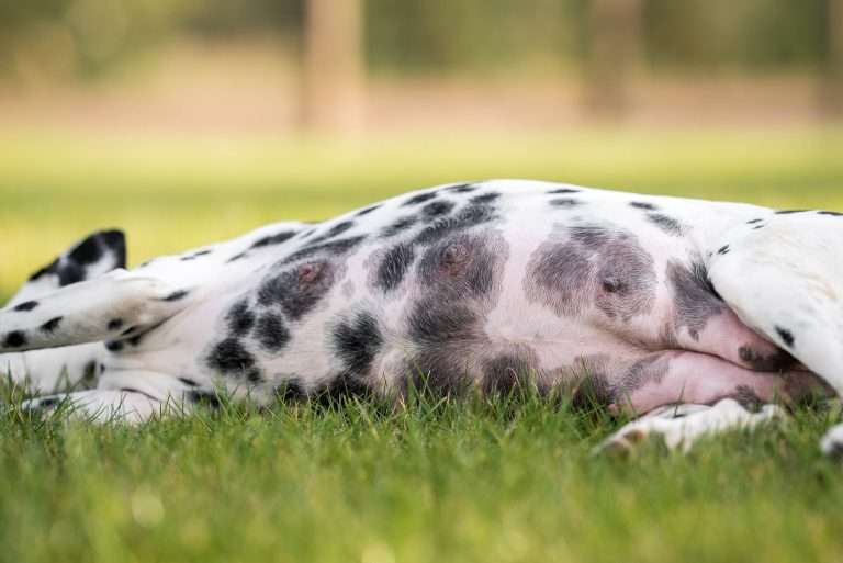 56. Trächtigkeitstag - B-Wurf (2)