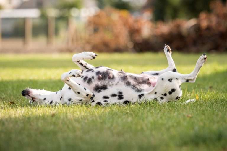 56. Trächtigkeitstag - B-Wurf (3)