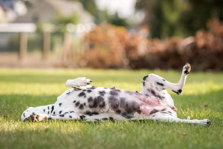 56. Trächtigkeitstag - B-Wurf (4)