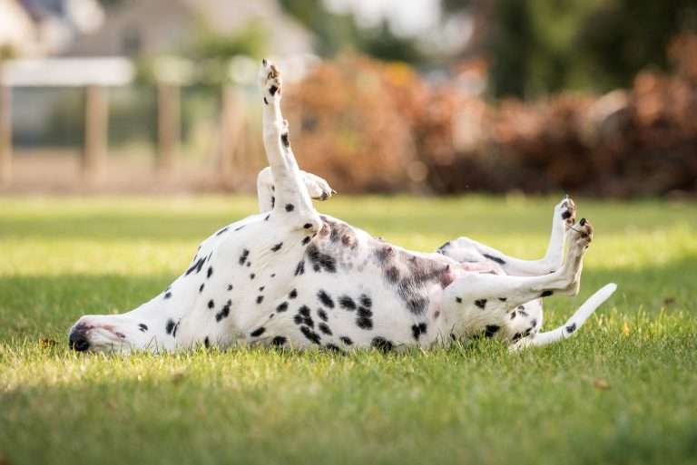 56. Trächtigkeitstag - B-Wurf (5)