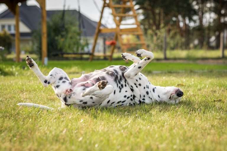 56. Trächtigkeitstag - B-Wurf (6)