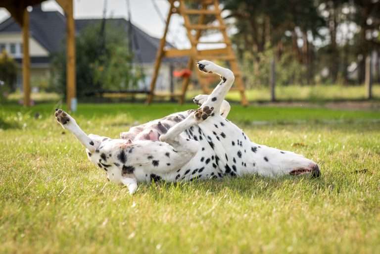 56. Trächtigkeitstag - B-Wurf (7)