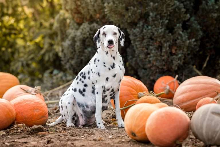 56. Trächtigkeitstag - B-Wurf (8)