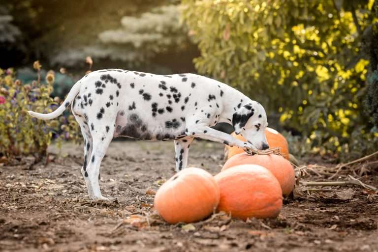 56. Trächtigkeitstag - B-Wurf (9)