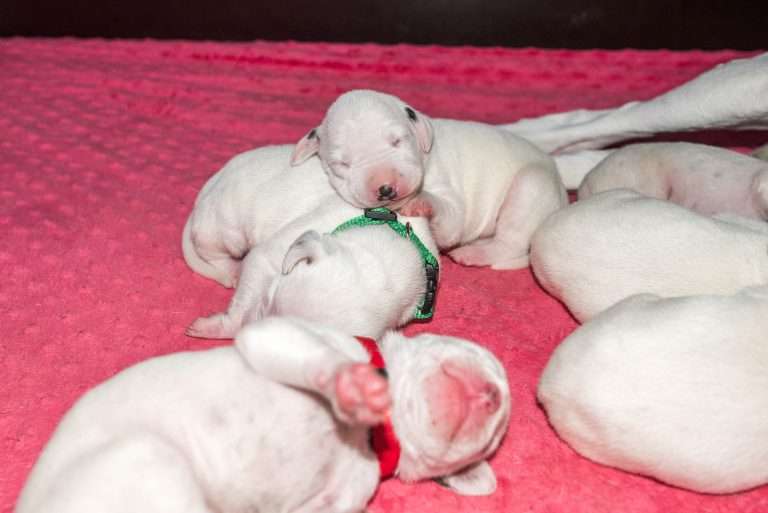 6. Lebenstag - B-Wurf (1)