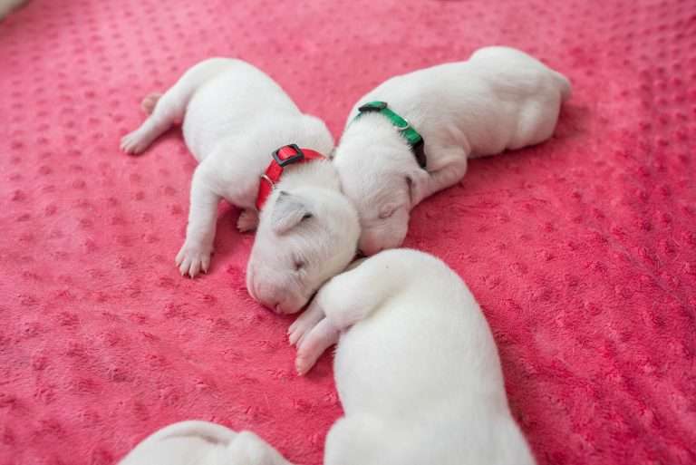 6. Lebenstag - B-Wurf (10)