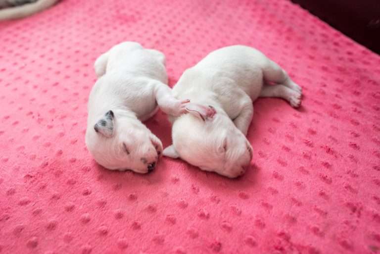 6. Lebenstag - B-Wurf (11)