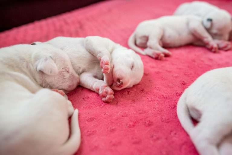 6. Lebenstag - B-Wurf (12)