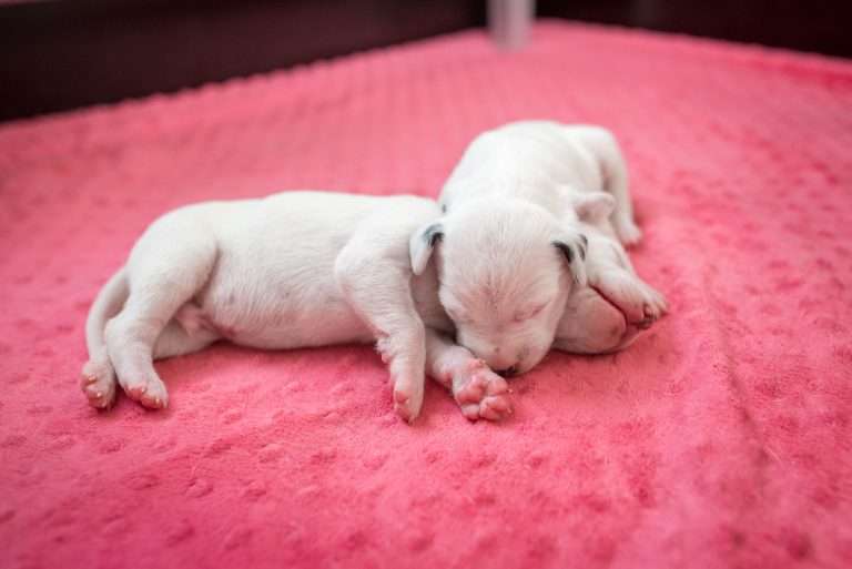 6. Lebenstag - B-Wurf (13)