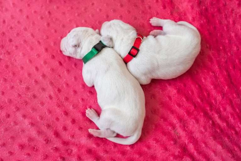 6. Lebenstag - B-Wurf (14)