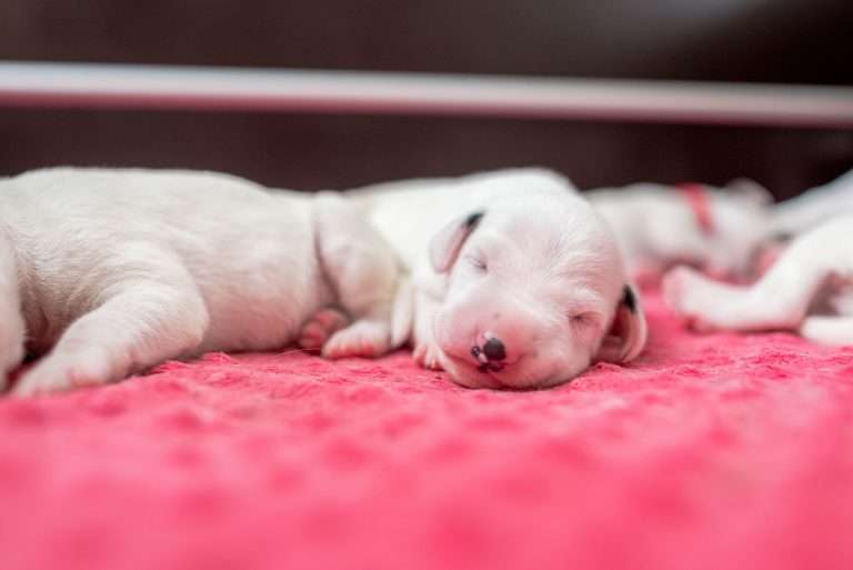 6. Lebenstag - B-Wurf (15)