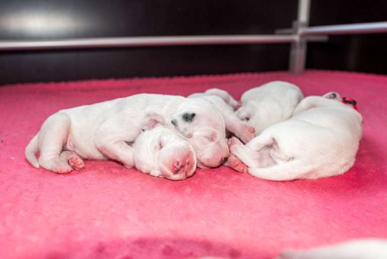 6. Lebenstag - B-Wurf (16)