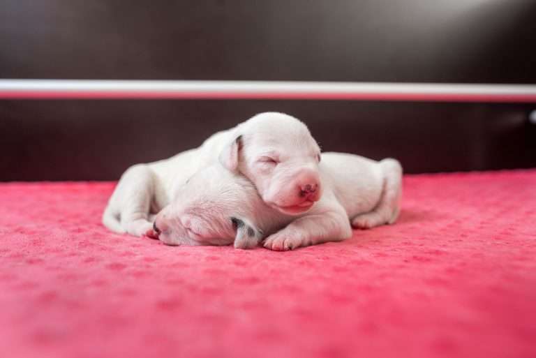 6. Lebenstag - B-Wurf (17)