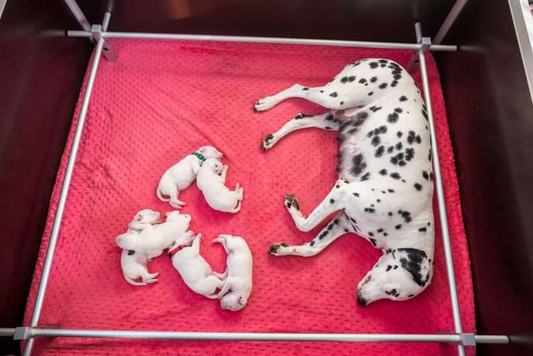 6. Lebenstag - B-Wurf (19)