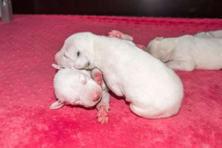 6. Lebenstag - B-Wurf (2)