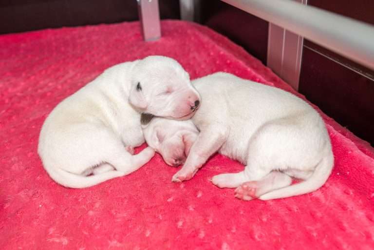 6. Lebenstag - B-Wurf (20)