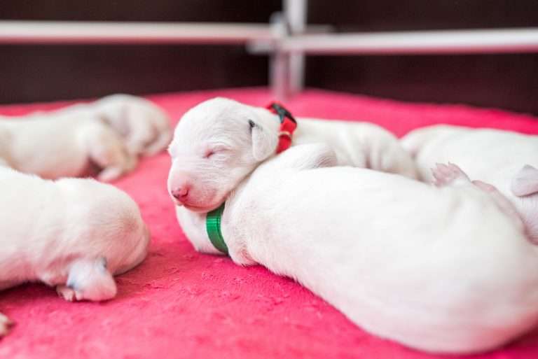 6. Lebenstag - B-Wurf (21)