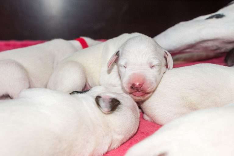 6. Lebenstag - B-Wurf (22)