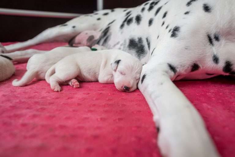 6. Lebenstag - B-Wurf (23)