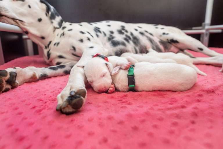 6. Lebenstag - B-Wurf (24)