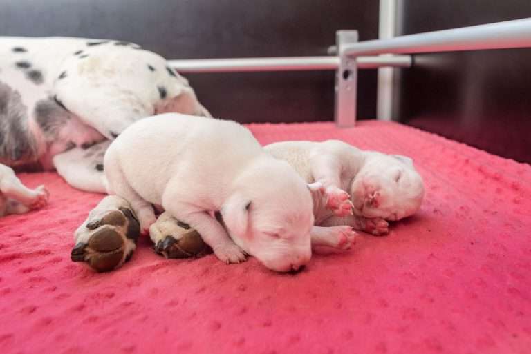 6. Lebenstag - B-Wurf (25)