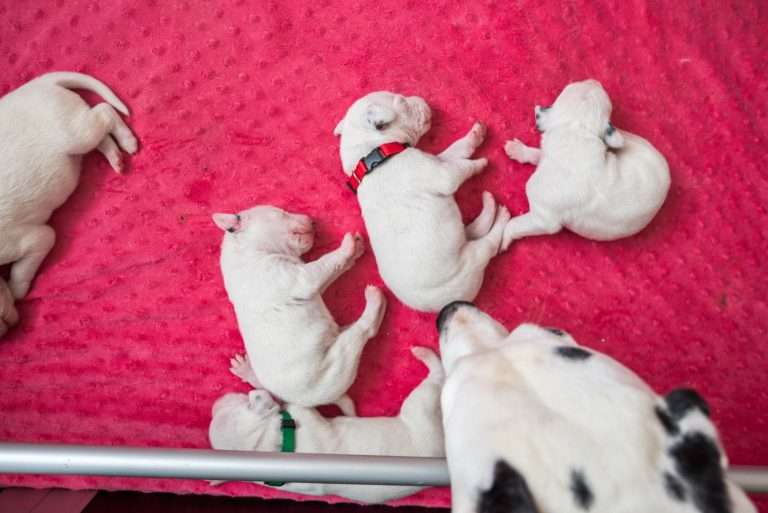 6. Lebenstag - B-Wurf (26)