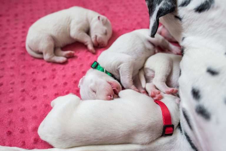 6. Lebenstag - B-Wurf (27)