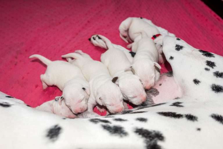 6. Lebenstag - B-Wurf (28)