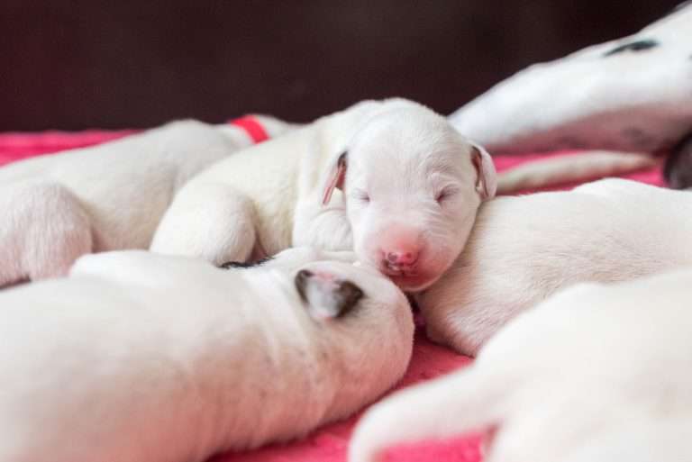 6. Lebenstag - B-Wurf (3)