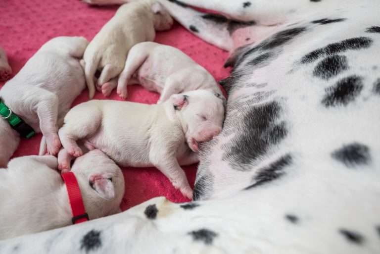 6. Lebenstag - B-Wurf (30)