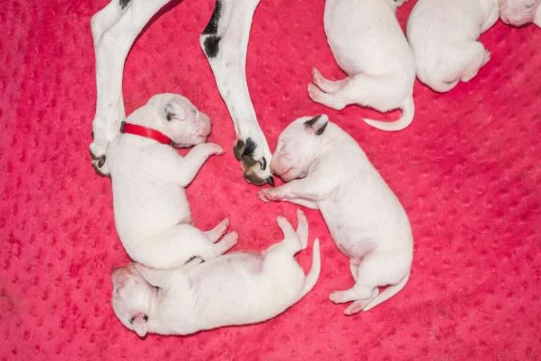 6. Lebenstag - B-Wurf (4)