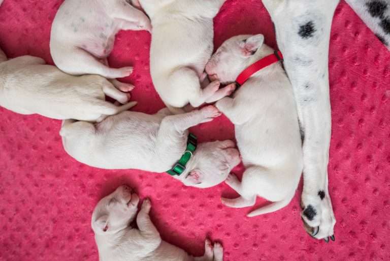 6. Lebenstag - B-Wurf (5)