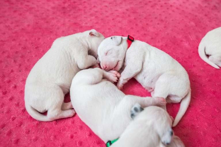 6. Lebenstag - B-Wurf (6)