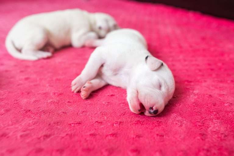 6. Lebenstag - B-Wurf (7)